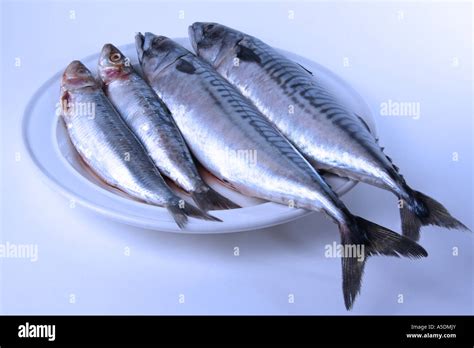 omega 3 mackerel|do sardines have omega 3.